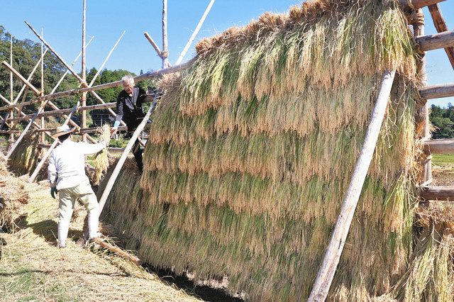 はざかけ あの頃懐かし 能登町 山口集落のコシヒカリ：北陸中日新聞Web