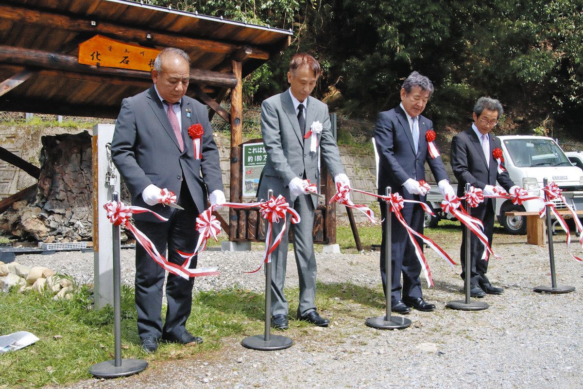 180万年前の化石樹を公開 東近江・漁協事務所前で、愛知川で出土したメタセコイア：中日新聞Web