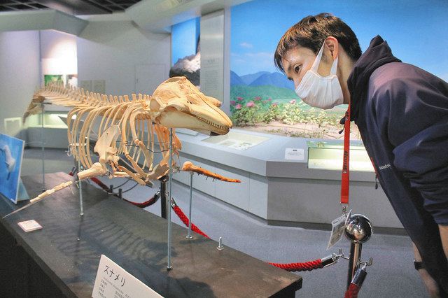 イルカ スナメリ 骨 スナメリ骨格、間近で観察を 福井市自然史博物館が標本展示:中