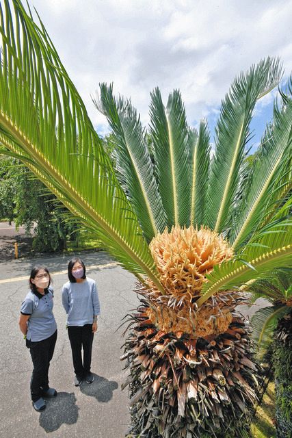 1980年開園以来、ソテツ初開花 県総合グリーンセンター：中日新聞Web