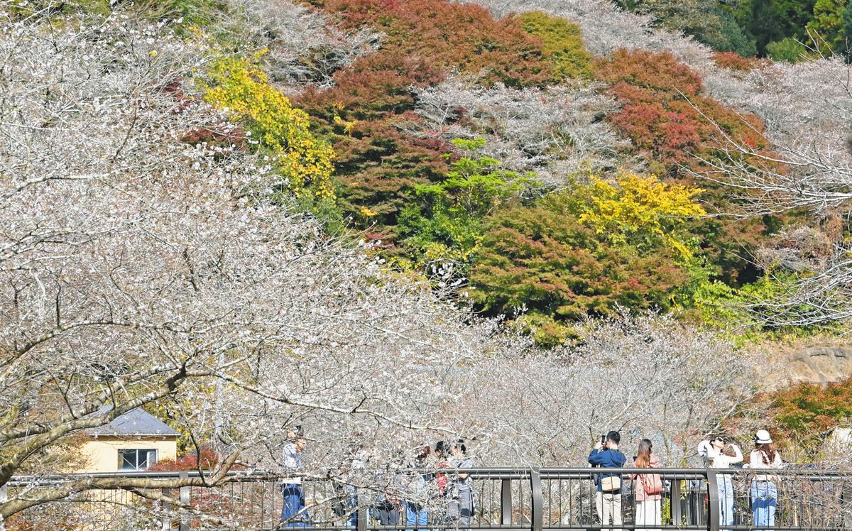 一見の価値アリ！「川見四季桜の里」紅葉とかれんな共演 昨年の豪雨