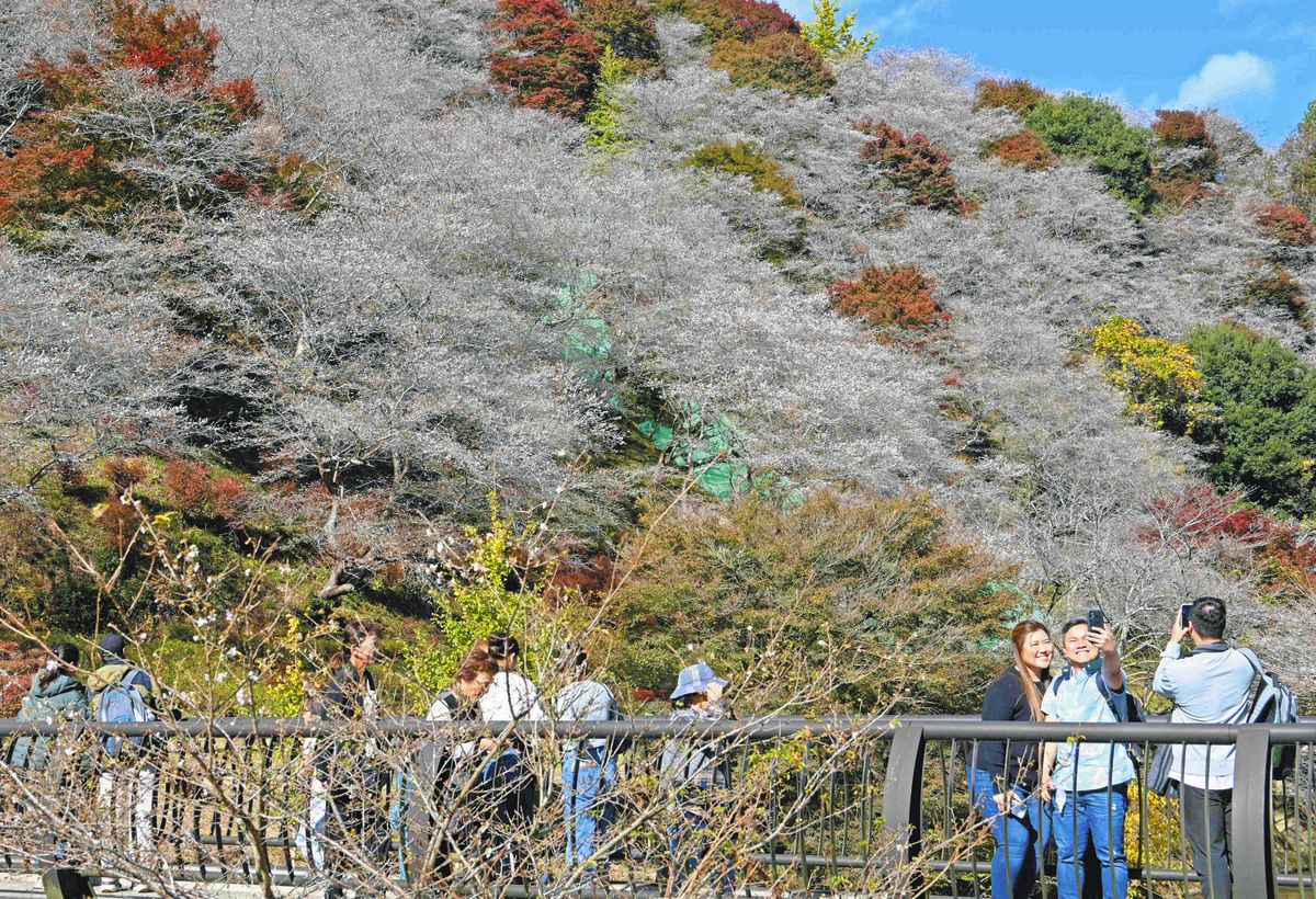 一見の価値アリ！「川見四季桜の里」紅葉とかれんな共演 昨年の豪雨
