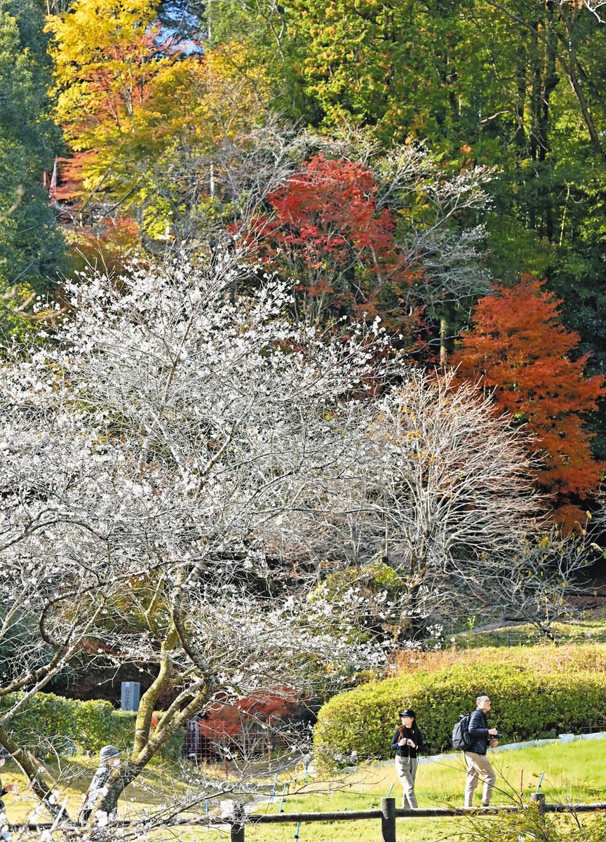 一見の価値アリ！「川見四季桜の里」紅葉とかれんな共演 昨年の豪雨