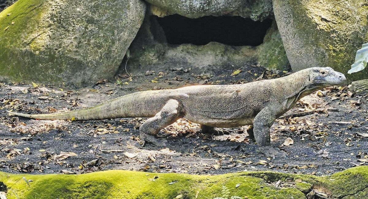 名古屋・東山動植物園にコモドドラゴン「タロウ」来園へ 国内唯一の