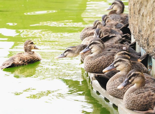 ひな１０羽 力強く育つ アル プラザ金沢 人工池のカルガモ 北陸中日新聞web