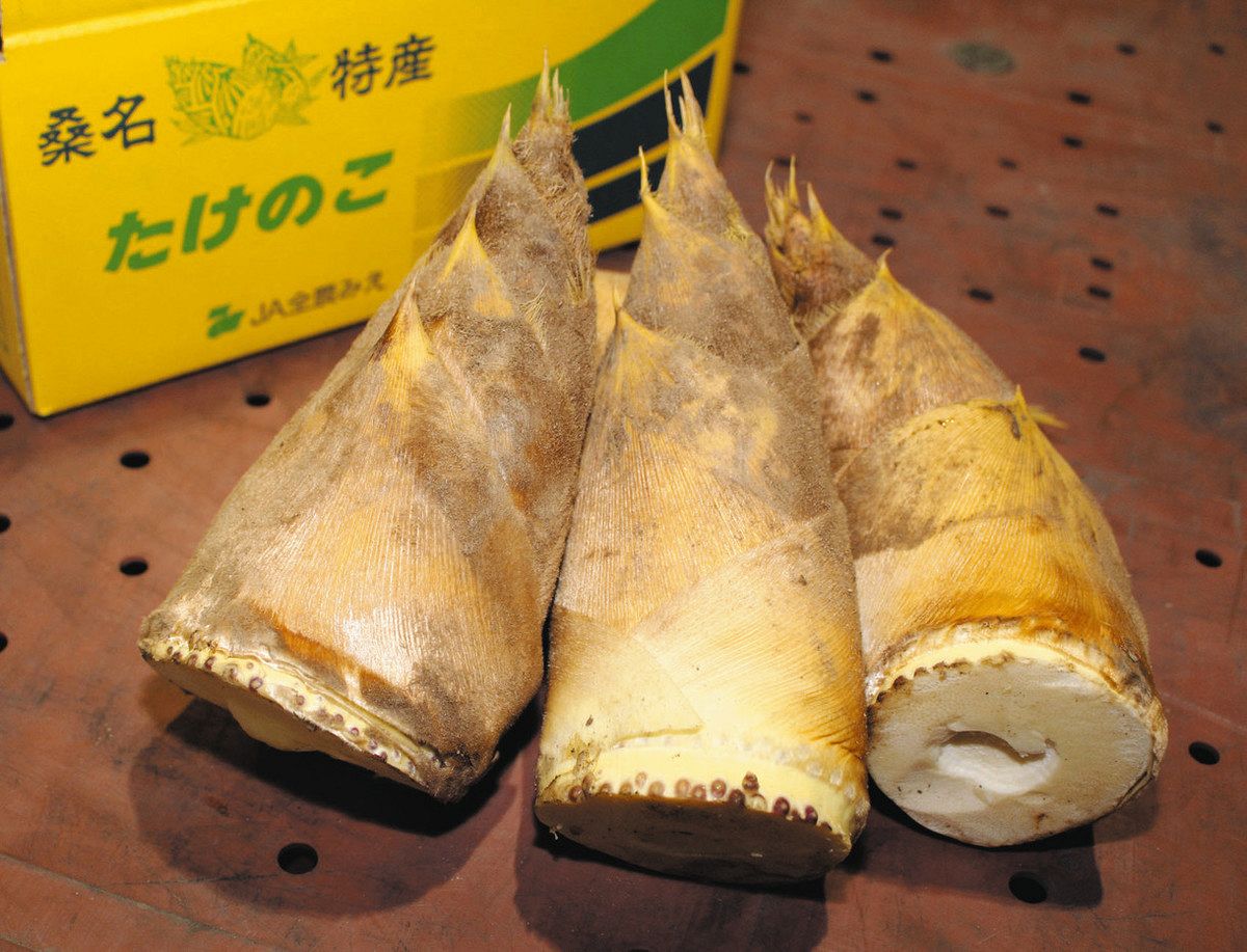 愛知県産高級たけのこ9kg‼️ ぐるっと市場＞旬のタケノコが入荷順調 カツオは生のままが美味しい