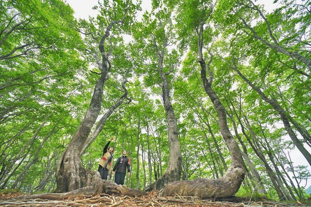 新緑のブナ林「きれい」 大野・平家平：中日新聞Web