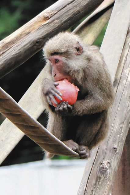 えさ代“支猿”募ります モンキーセンター、8月末まで770万円目標