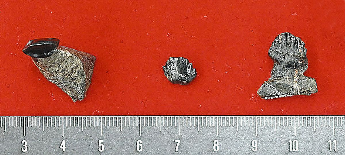 県立恐竜博物館 長崎で共同発掘 鎧竜化石 異なる種発見 歯2本 同時