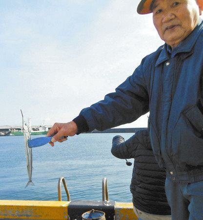 焼津港をウオッチング 良型サヨリが接岸 珍魚にも遭遇 中日スポーツ 東京中日スポーツ