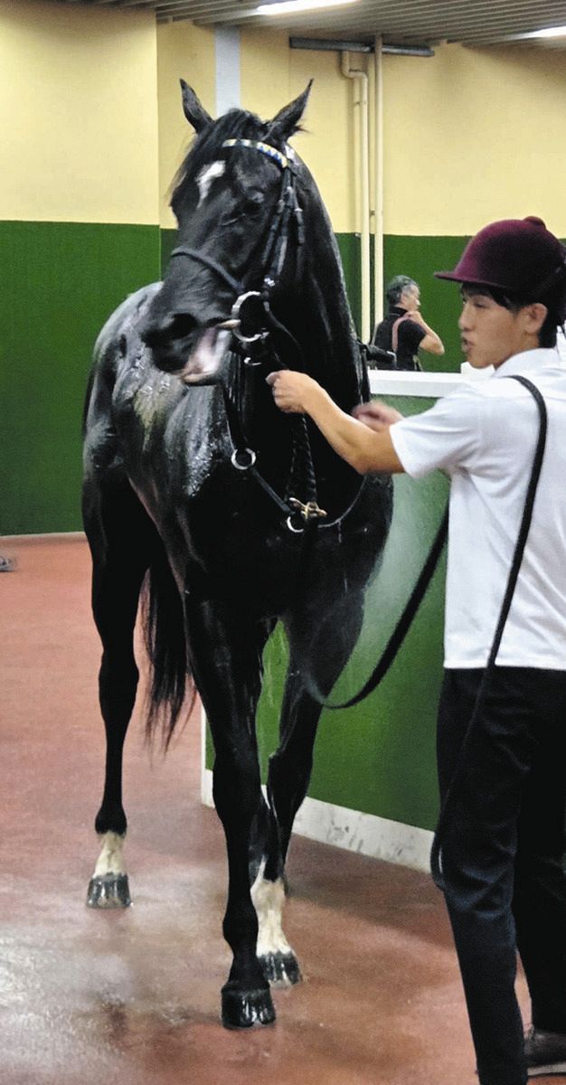 川田将雅騎手が騎乗したドラゴンバルド