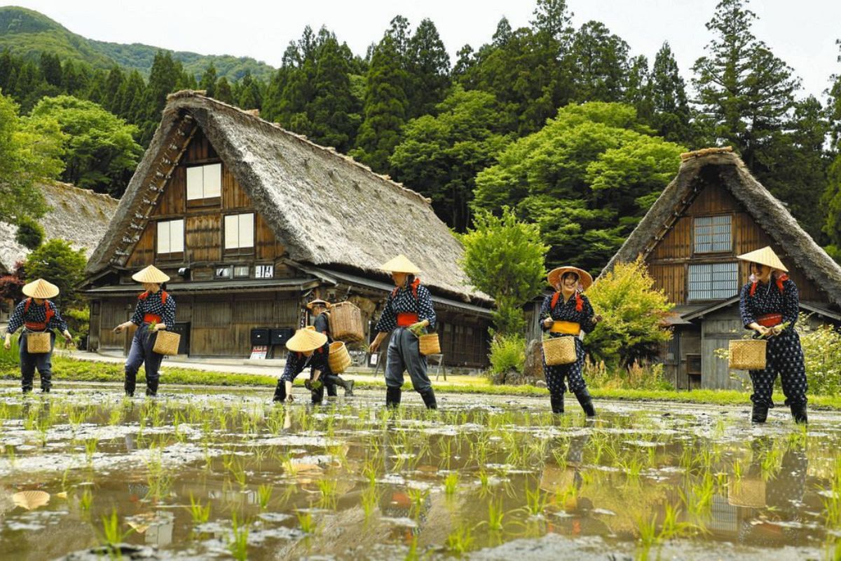 かつての日本の田園風景よみがえる 岐阜県白川村、合掌造り集落で