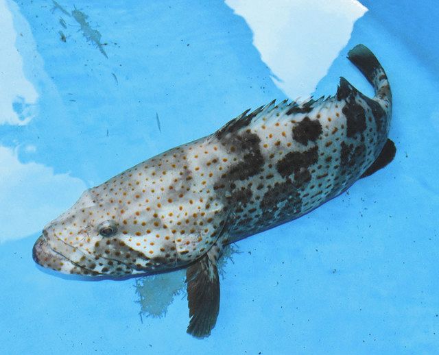 県内で初めて見つかった体長６０センチのチャイロマルハタ＝能登町宇出津新港のうみとさかなの科学館で 