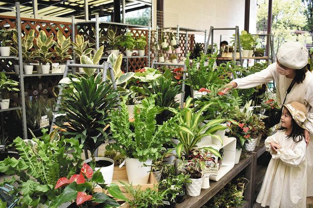 Sale of foliage plants at DENPARK in Anjo City, Aichi