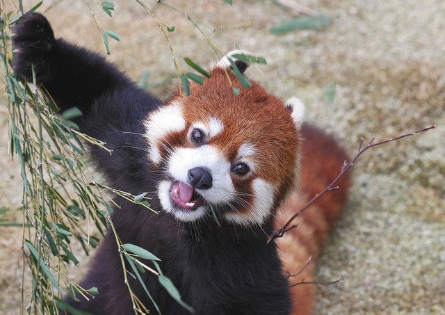 レッサーパンダ 東山動植物園で１０日から公開 中日新聞web