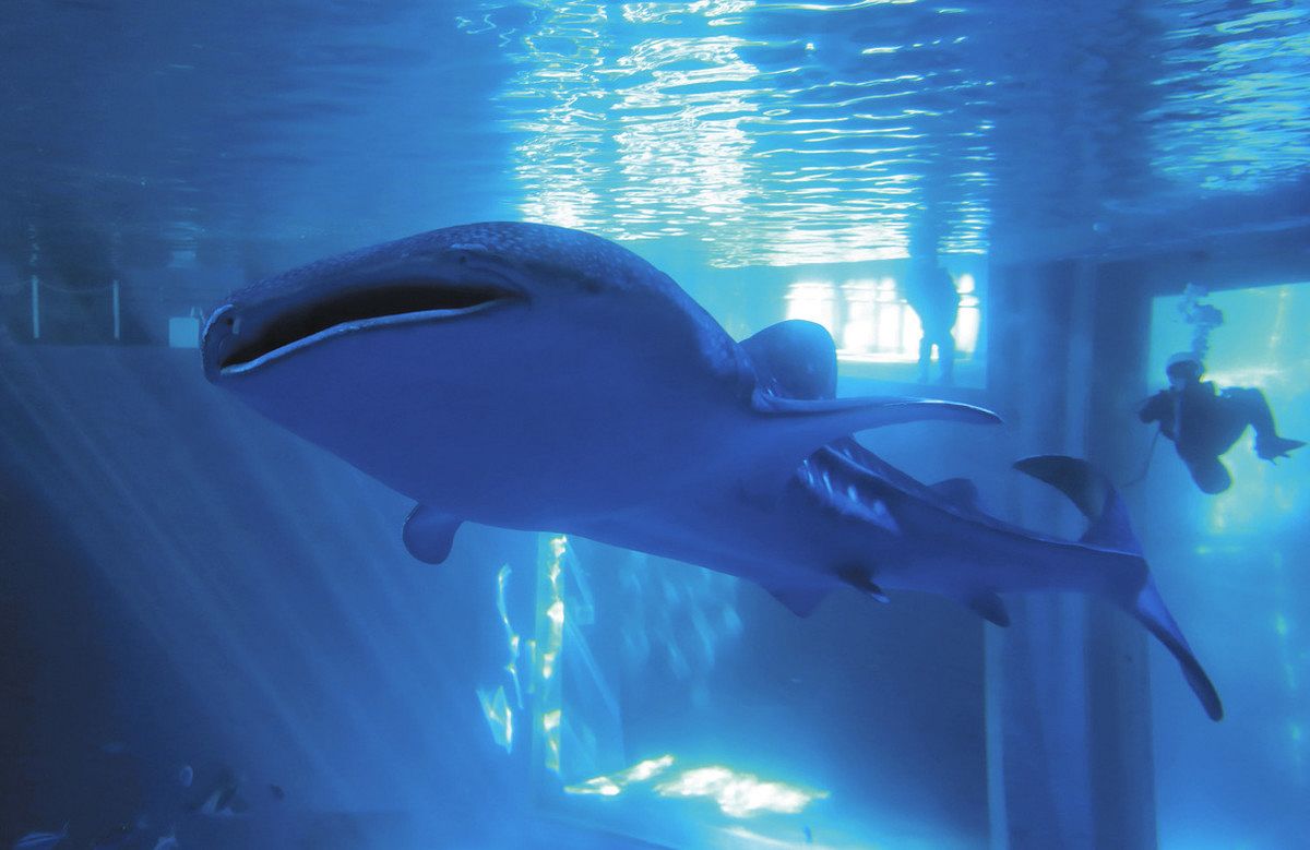 のとじま水族館 ジンベエザメの愛称決定 「モモ」です：北陸中日新聞Web