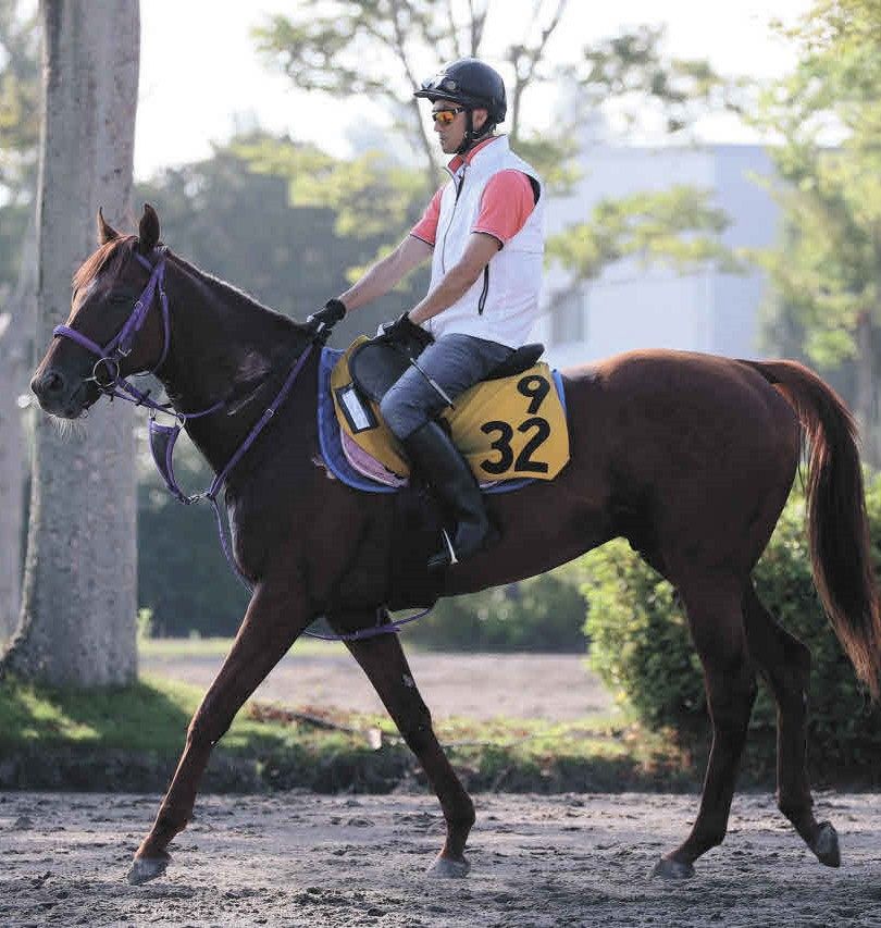 福島テレビ賞追い切り】併せ馬で2馬身追走のスパイダーゴールド