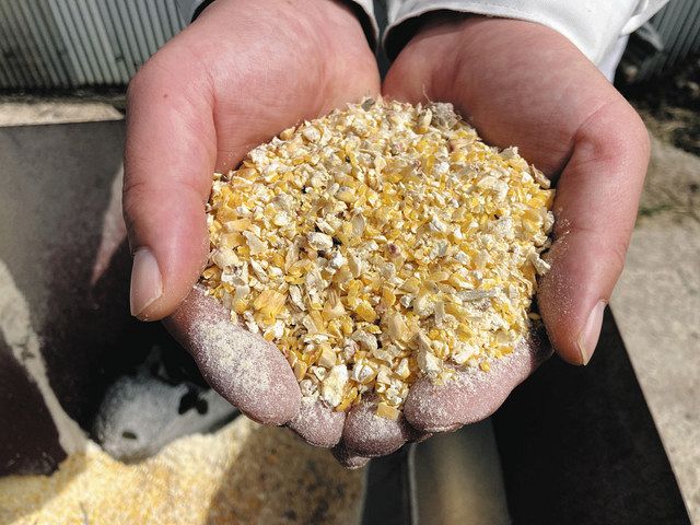 子実コーンを初出荷 小矢部で栽培 輸入飼料代替で注目：北陸中日新聞Web