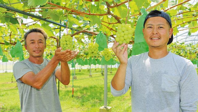 目指すは県内一のブドウ 松浦さん 岩本さん初出荷へ 日刊県民福井web 目指すは県内一のブドウ 松浦さん 岩本さん初出荷へ 日刊県民福井web