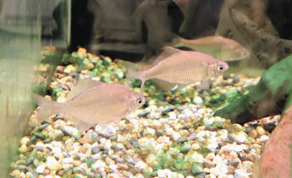 絶滅危惧種のイタセンパラ展示 一宮の銀行、児童作成の解説パネルも：中日新聞Web