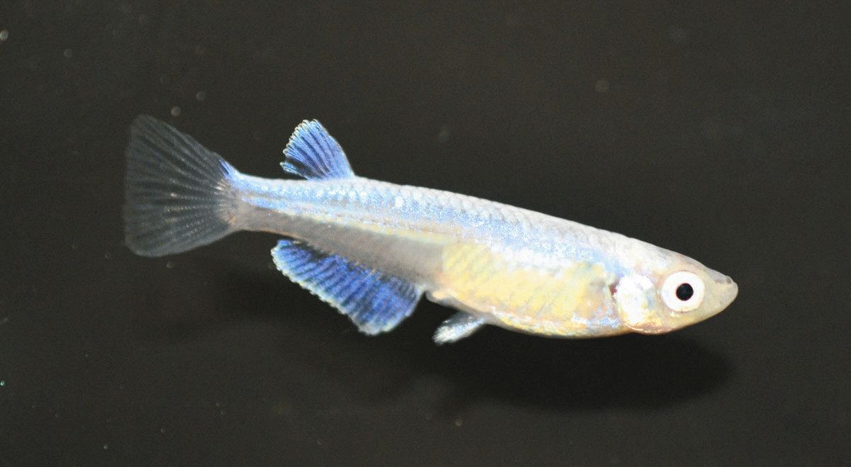 人工改良された「第3の外来種」に警鐘 観賞魚メダカを琵琶湖で確認
