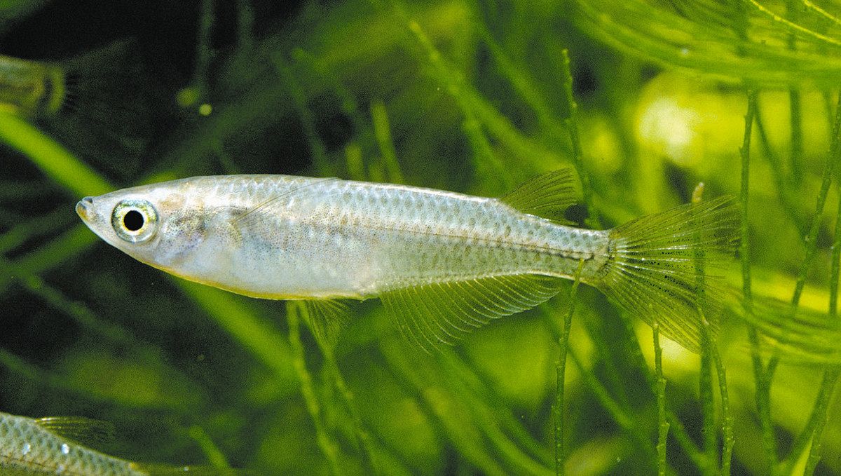 人工改良された「第3の外来種」に警鐘 観賞魚メダカを琵琶湖で確認