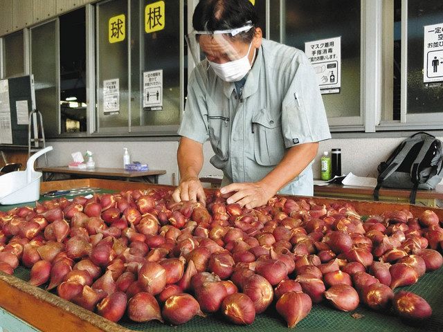 チューリップ球根 平年並みの品質 砺波で集荷始まる 北陸中日新聞web