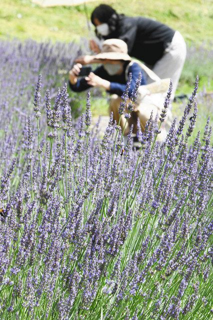 華やかな香り風に乗って 高山 清見 ラベンダーの花が見頃 中日新聞web