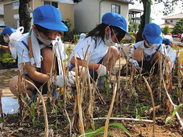 チューリップ球根「たくさん掘れた」 砺波・出町小児童：北陸中日新聞Web