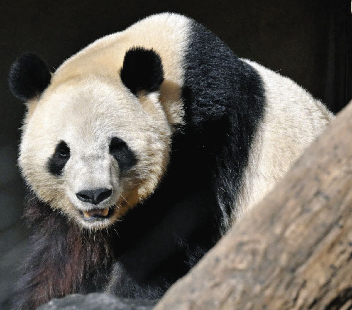 仮想通貨おすすめ リピ候補