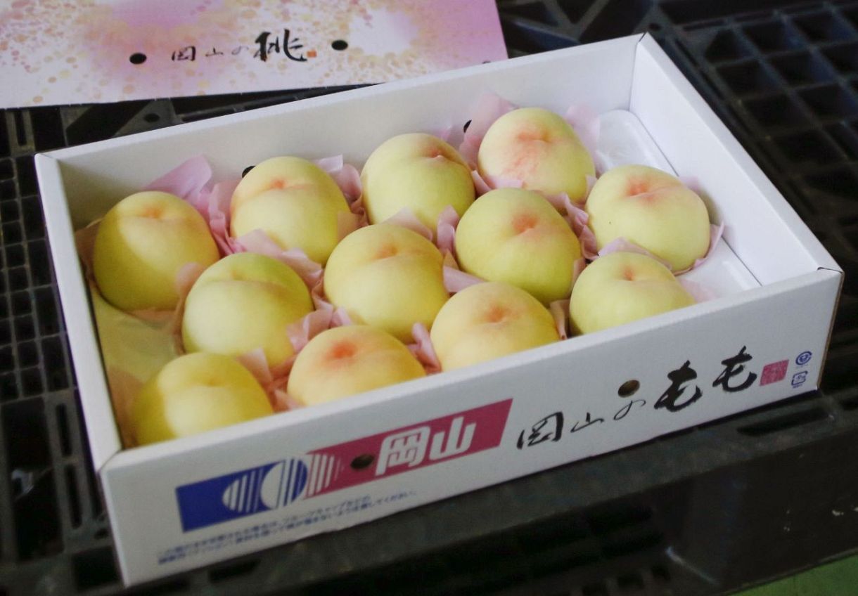 岡山の清水白桃、本格出荷 「甘み増し」なめらか食感：中日新聞Web