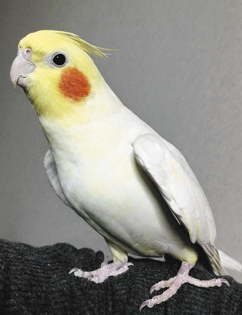 オカメインコ 曲の途中でも歌えます 人間以外で初 同調能力確認 中日新聞web