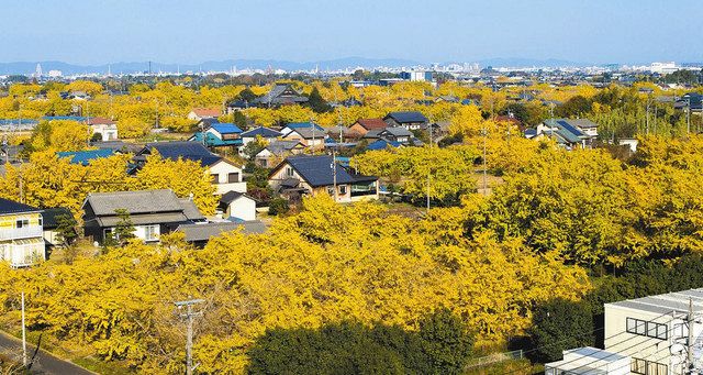 わが街探偵団 祖父江のギンナン 生みの親は 中日新聞web