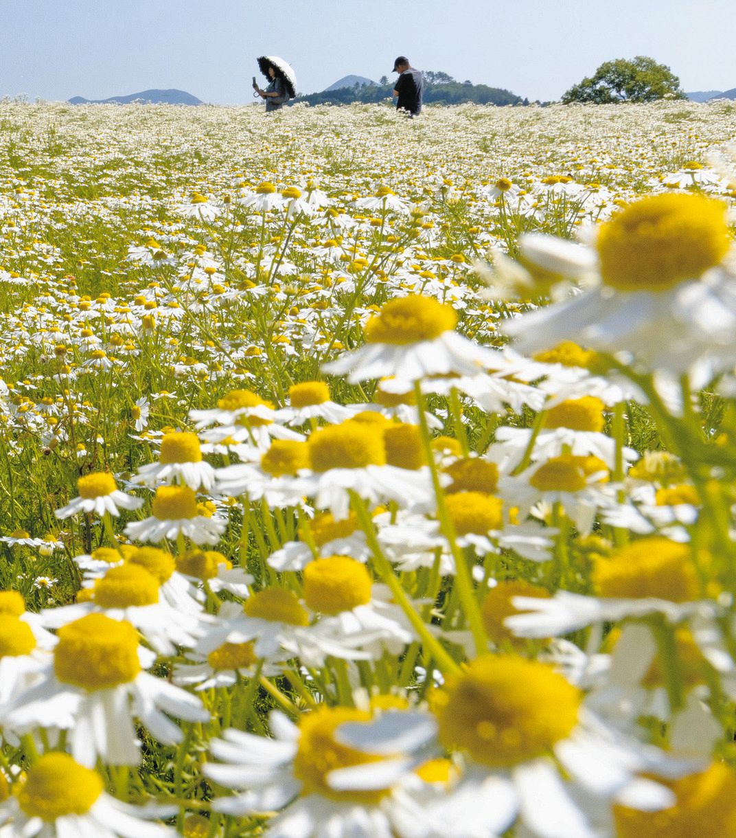 動画】リンゴの香りに誘われて、高原彩る白い絨毯 三重・伊賀市で