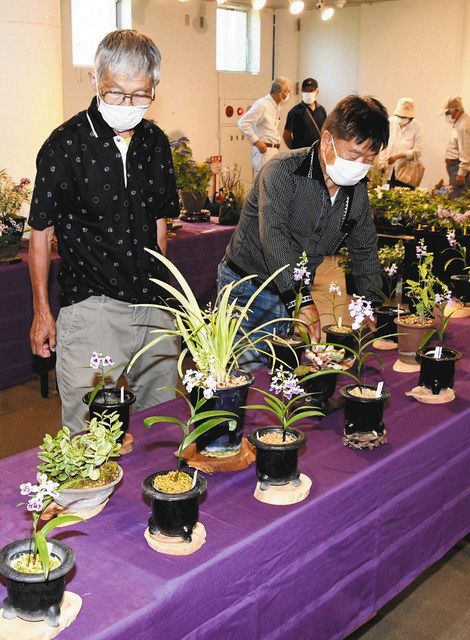 丹精した山野草ずらり 掛川で同好会展 中日新聞しずおかweb