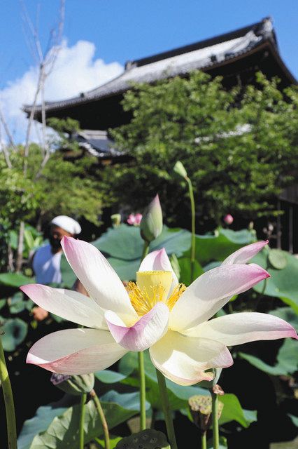 お堂とハス 夏空に映え 津 専修寺 中日新聞web