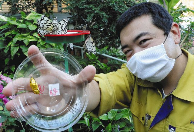 チョウ羽化時間 ぴったり調整を 白山と兵庫の昆虫館 飼育バトル 北陸中日新聞web