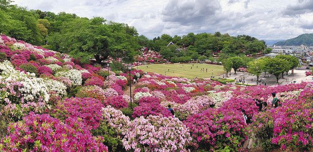 ツツジの通路散策 鯖江 西山公園で5万株 中日新聞web ツツジの通路散策 鯖江 西山公園で5万株 中日新聞web