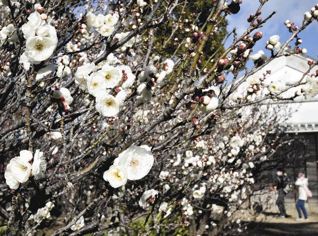 庭園に咲く白梅＝菊川市の黒田代官屋敷で