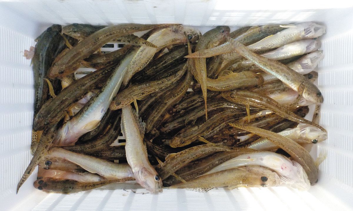 ハゼ目標クリア 立田大橋下流で2人157匹 愛知県愛西市