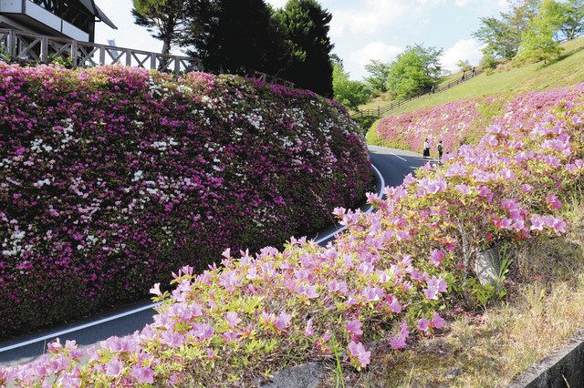 色鮮やか ツツジ甘い香り 中日新聞web