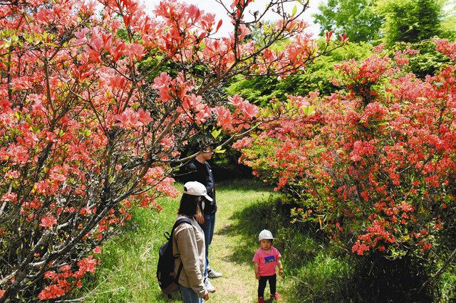 色鮮やか ツツジ甘い香り 中日新聞web
