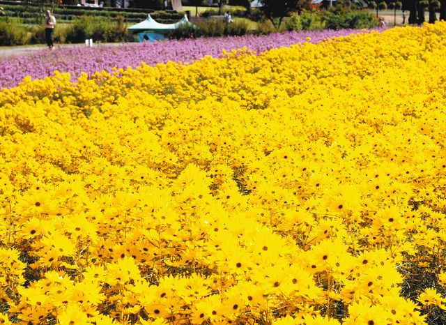 牧歌の里でゴールデンピラミッドが見ごろ 高鷲 中日新聞web