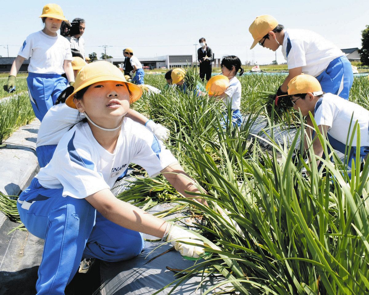 一番刈り 食べてロス削減　規格外の 「海藻アルギットにら」　井波小５年生 地産地消実践：北陸中日新聞Web