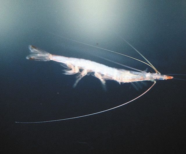 富山湾の宝石」登場 魚津水族館 シロエビ展示：北陸中日新聞Web