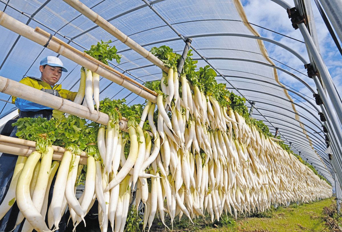 寒風に耐える 干しダイコンあわら：日刊県民福井Web