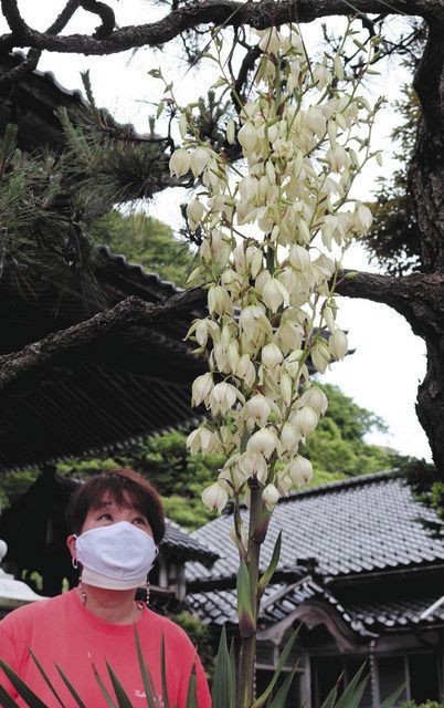 ユッカランの花 初めて咲いた 輪島 長栄寺 北陸中日新聞web