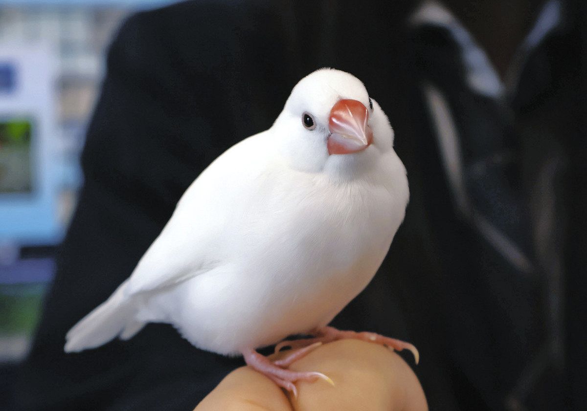 弥富市歴史民俗資料館・館鳥「ぶんちゃん」がふれあい業務引退 「人生