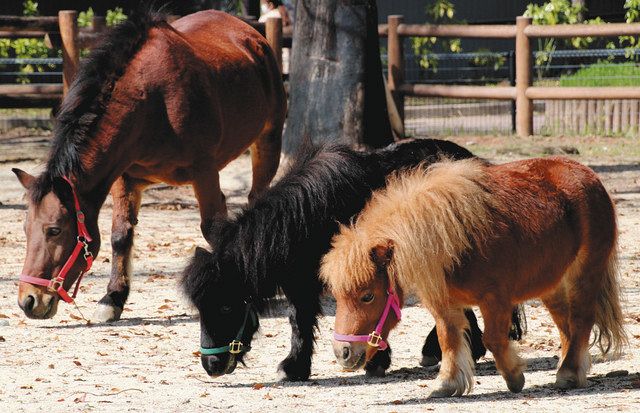 ミニホースの親子の公開始まる 豊橋 のんほいパーク 中日新聞web