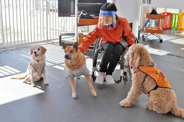 聴導犬や介助犬の育成費をクラウドファンディング 日本聴導犬協会 中日新聞web 聴導犬や介助犬の育成費をクラウドファンディング 日本聴導犬協会 中日新聞web